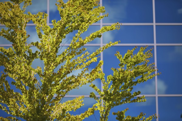USA, Washington, Seattle, Tree against sky reflected in glass facade