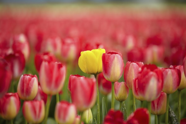 Yellow tulip among red ones