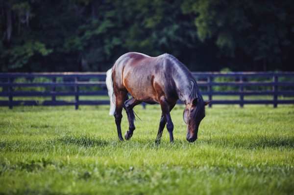 Horse grazing in pasture