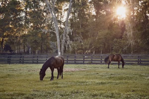 Horses grazing in pasture