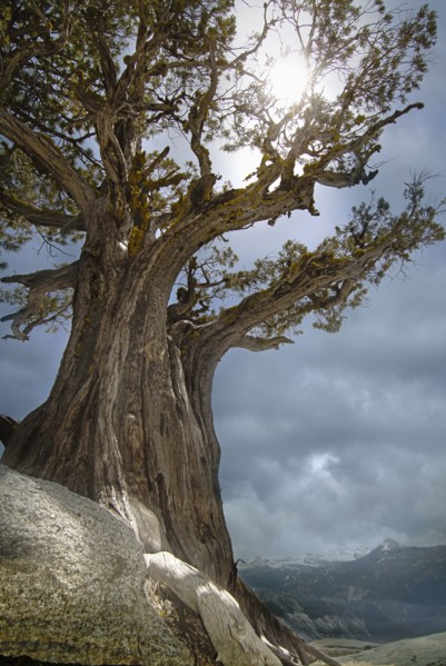USA, Arizona, Sedona, Sun shining through juniper tree