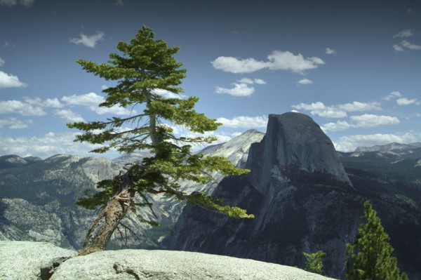 USA, California, Yosemite, Juniper tree in mountains