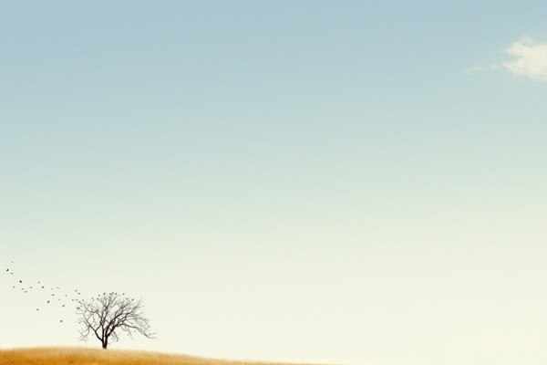 USA, Michigan, Lone tree against blue sky