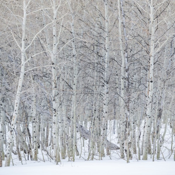 USA, Idaho, Sun Valley, Aspen forest in winter in Sawtooth National Forest