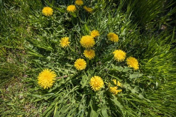 Dandelion plants in bloom