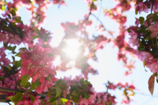 Pink azaleas against sky