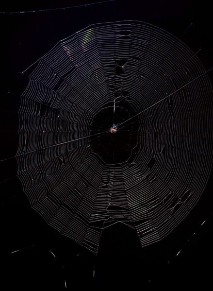 Spiny Orb Weaver (Gasteracantha) in spiderweb against a black background