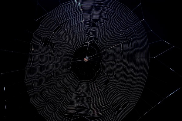 Spiny Orb Weaver (Gasteracantha) in spiderweb against a black background