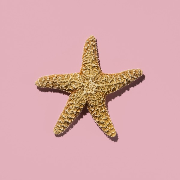 Starfish on pink background
