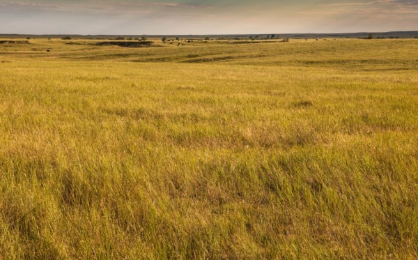 USA, South Dakota, Field of prairie grass