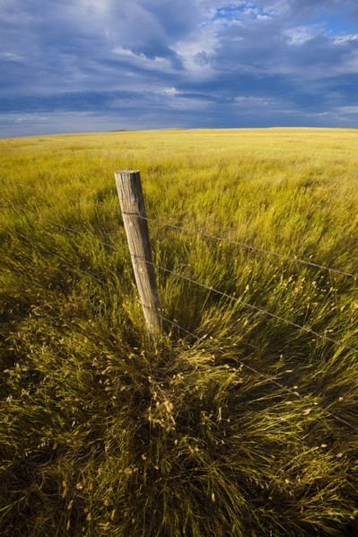 USA, South Dakota, Barbed wire fence and prairie grass in field
