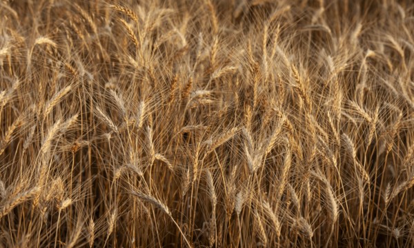 USA, South Dakota, Field of crop in summertime