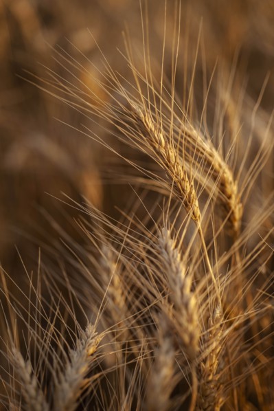 USA, South Dakota, Close-up of crop kernel