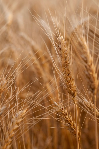 USA, South Dakota, Close-up of crop kernel