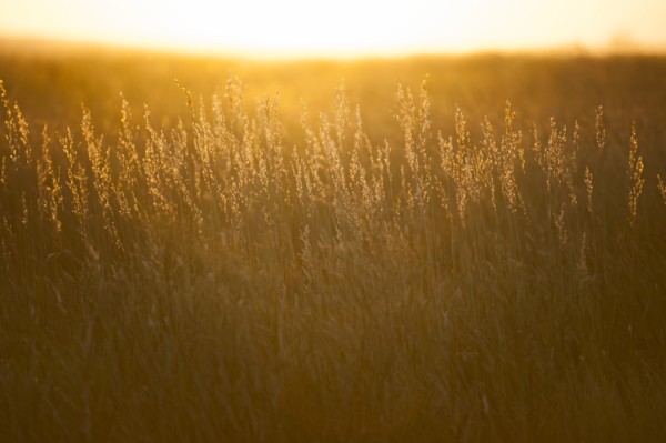 USA, South Dakota, Prairie grass field at sunset