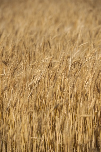 Golden wheat field