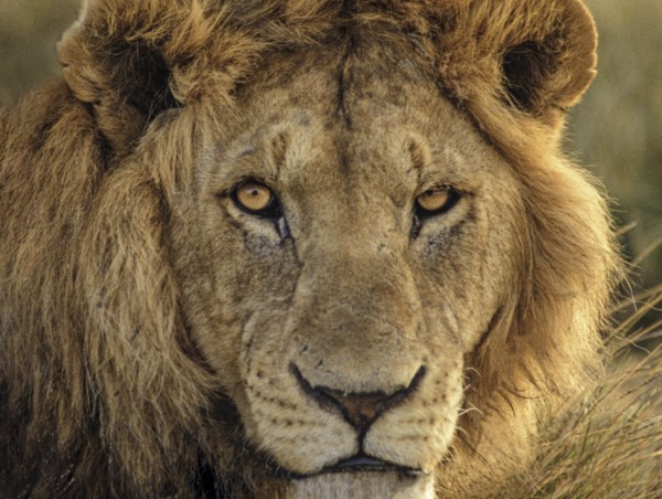 Africa, Tanzania, Head of male African Lion