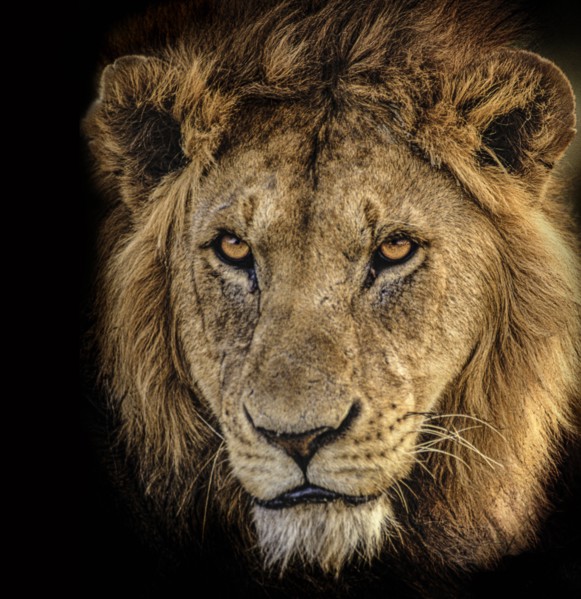 Africa, Tanzania, Head of male African Lion
