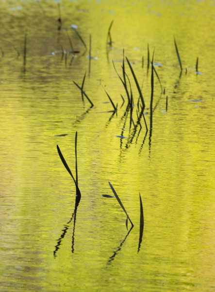 USA, North Carolina, Grass in green rippled pond