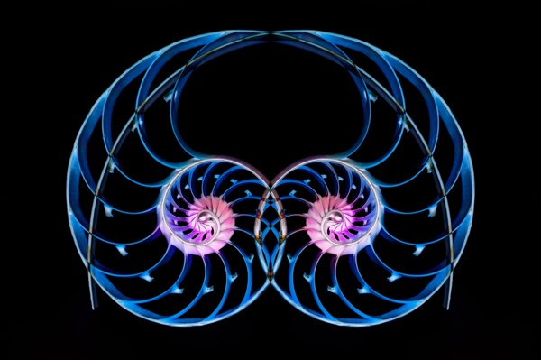 Nautilus shells on black background