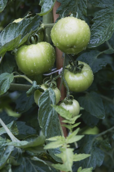 Green tomatoes on vine