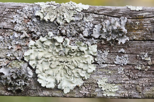 Close-up of lichen on wooden fence
