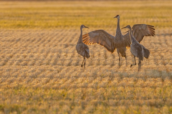 USA, Idaho, Bellevue, Sandhill cranes (Antigone canadensis) in stubble field