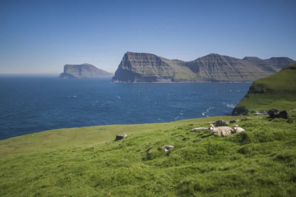 Denmark, Faroe Islands, Klaksvik, Trollanes, Sheep lying on coast
