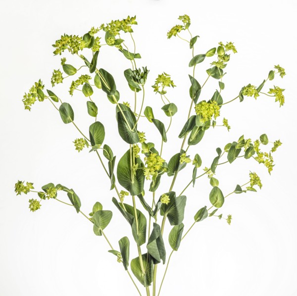 Studio shot of green leafy plant