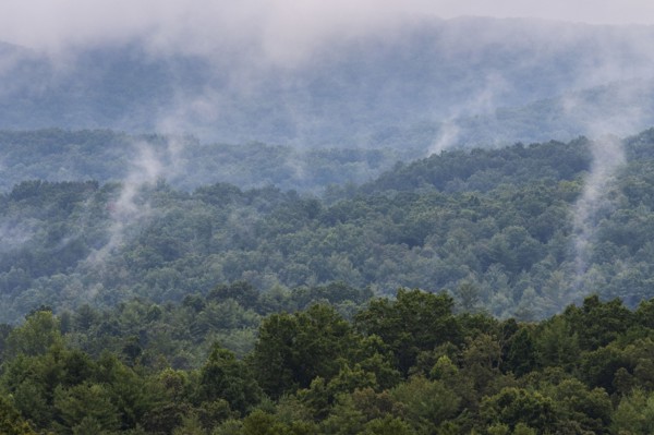 Foggy forest in Blue Ridge Mountains