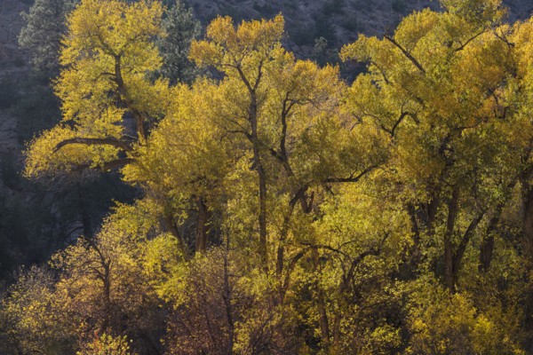 Cottonwood trees in Bandelier National Monument
