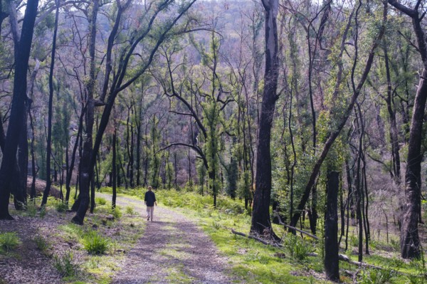 Woman hiking around Ganguddy-Dunns Swamp
