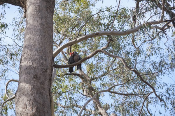 Cockatoos in Ganguddy-Dunns Swamp