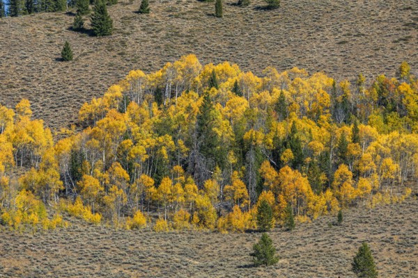 Yellow aspen trees in mountain landscape