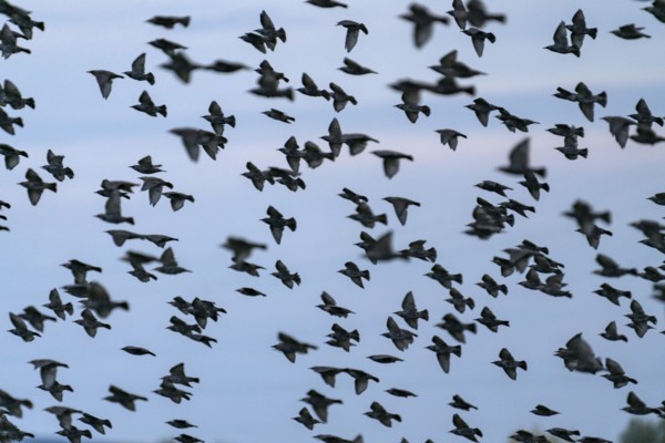 Flock of birds in flight