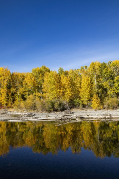 Yellow autumn trees in forest reflecting in river
