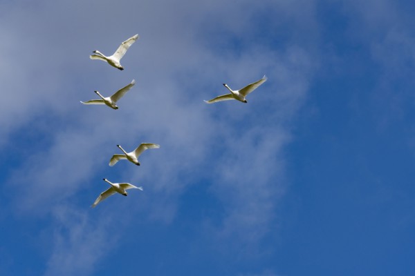 Flock of Trumpeter Swans