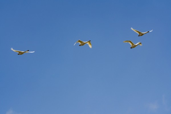 Flock of Trumpeter Swans