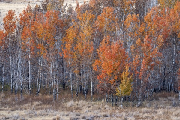 Colorful trees in forest in autumn
