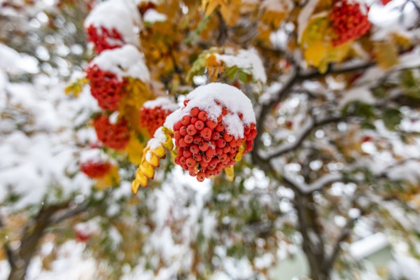 Rowanberries on branch covered with snow