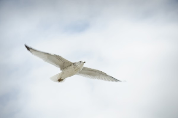 Ring Billed Gull in flight