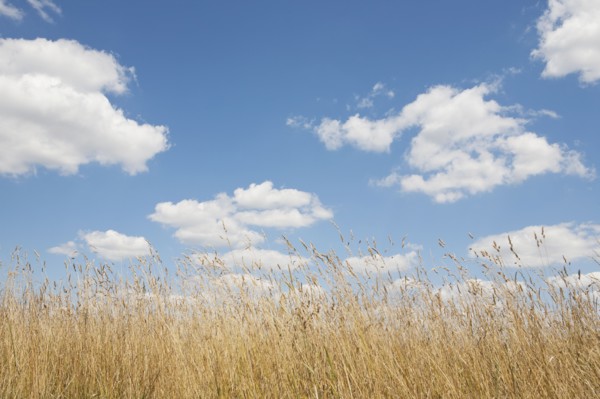 Field of tall grass