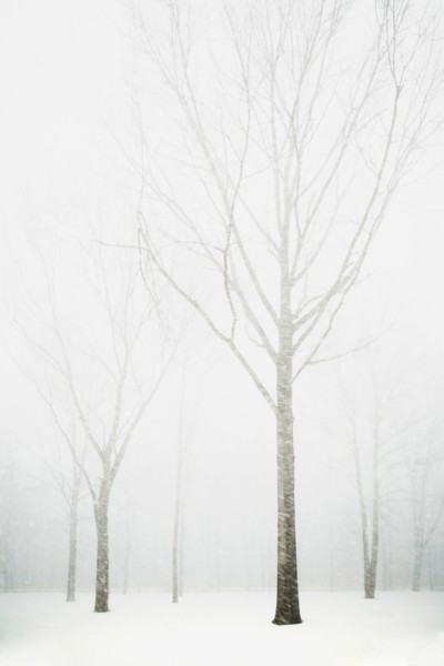 Trees in winter fog