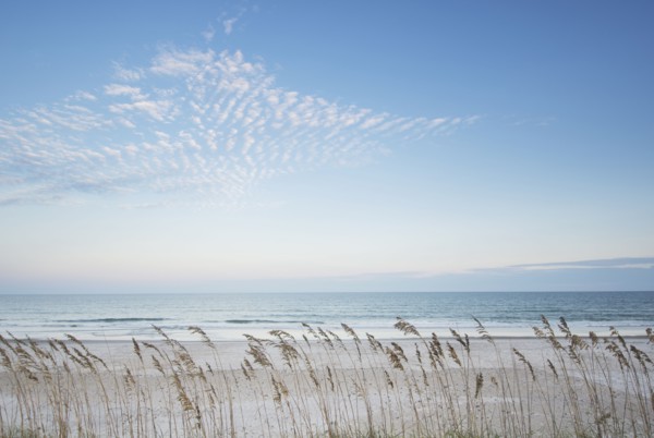 Tall grass on beach