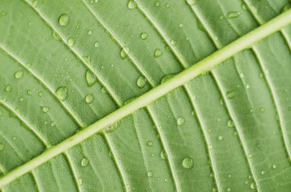 Close-up of plumeria leaf