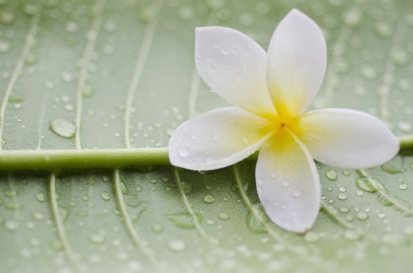 Close-up of plumeria flower