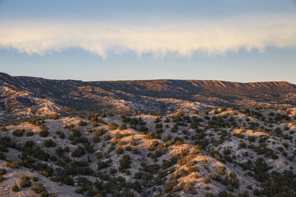 Small bushes in desert