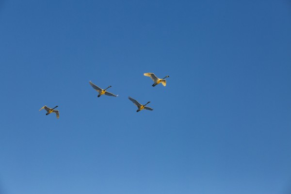 Trumpeter swans (Cygnus buccinator) flying against blue sky