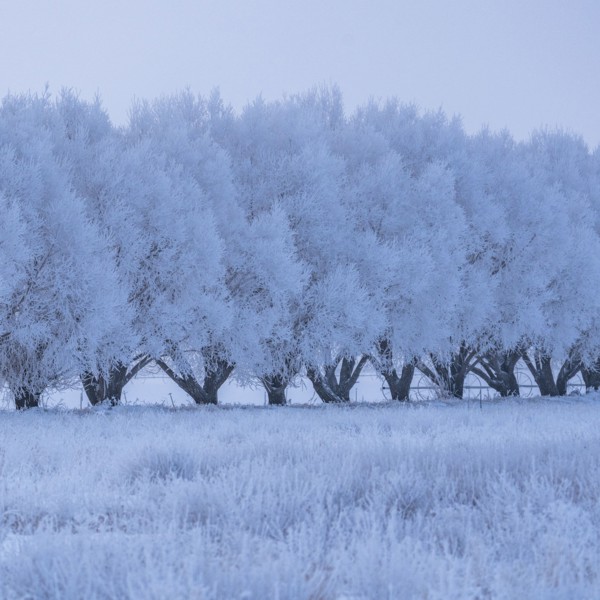 Winter landscape with row of frosted trees
