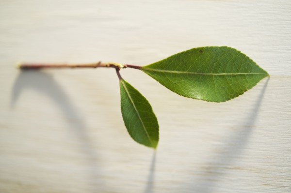 Studio shot of twig with green leaves on wooden surface